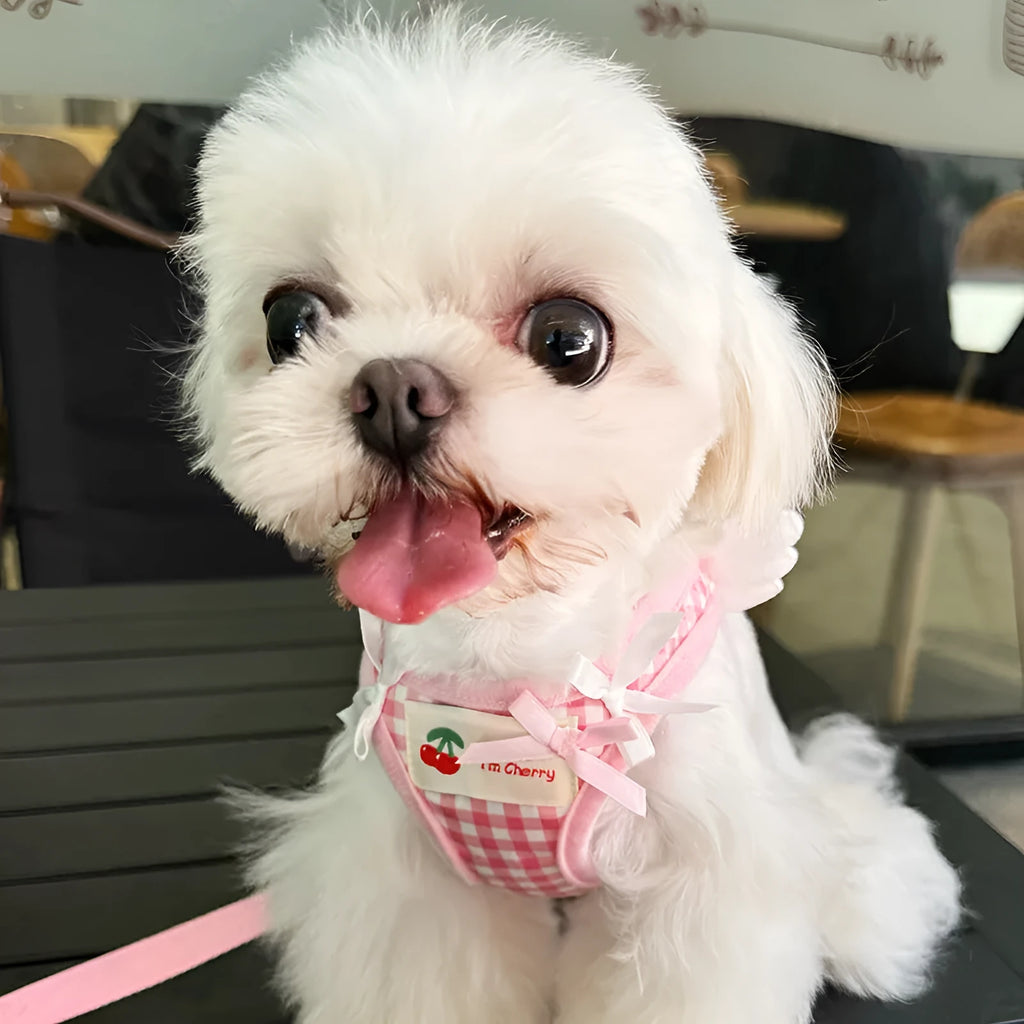 Pink and black cotton chest and back harness with rope leash for a small dog on a white background.