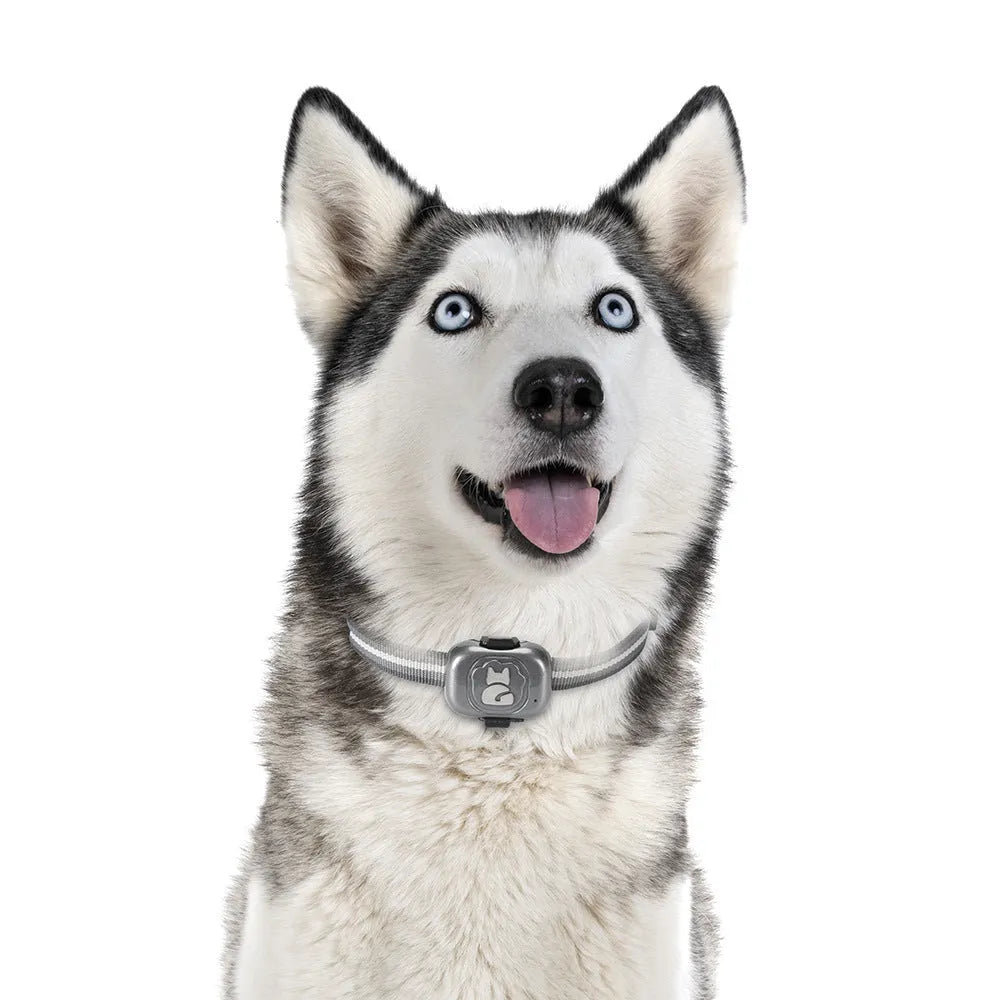 Black pet GPS locator device with hanging rope for collar attachment showing IP67 waterproof rating