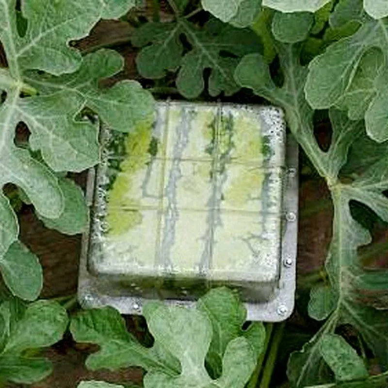 Square plastic growth mould for shaping watermelons into 13cm cubes