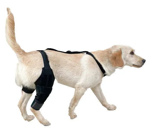 Adjustable neoprene dog knee brace strap for hind leg support, shown in sky blue colour.