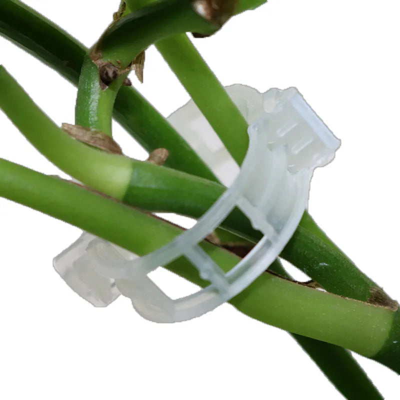 50 plastic garden plant fixing and grafting clips for tomato plants and outdoor use