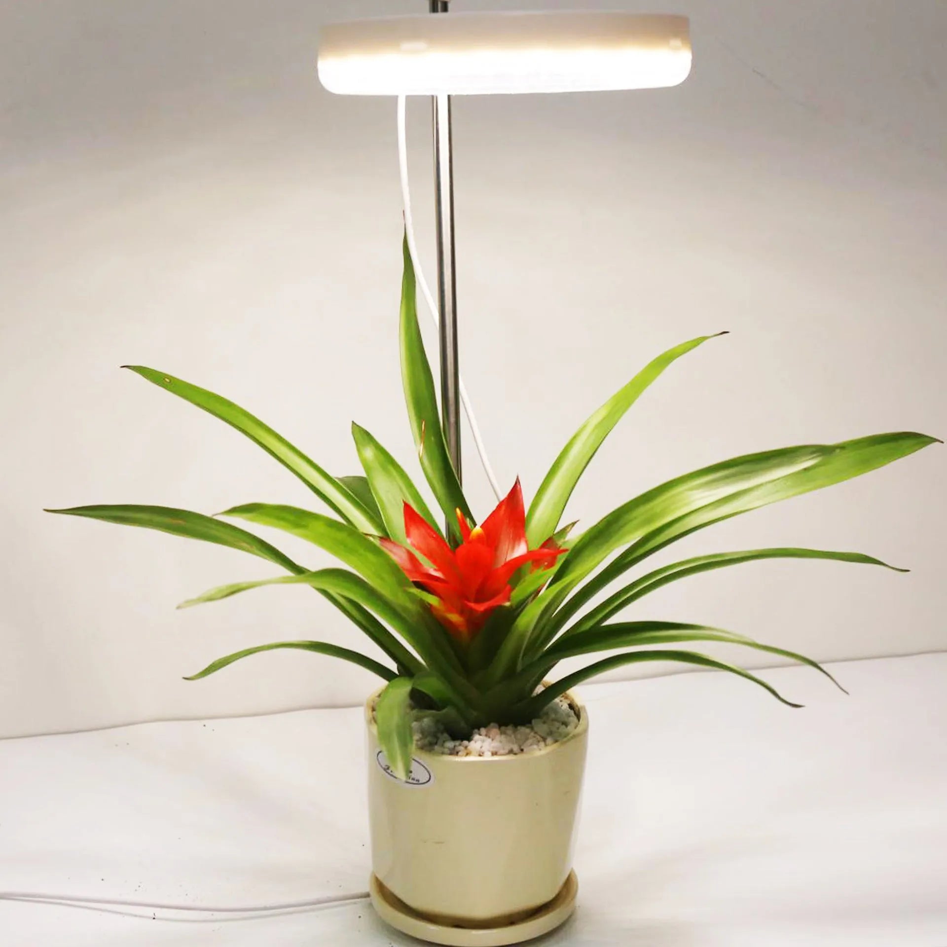 Compact white desk plant growth lamp with LED heads on a slender stand.