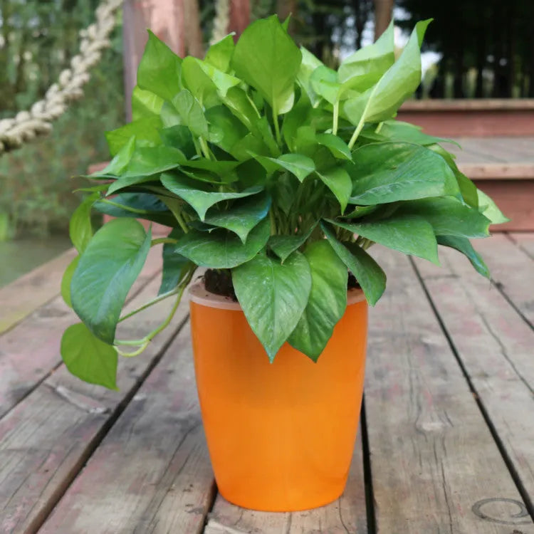 Self-watering flower pot in translucent blue colour with planting basket and cotton rope for indoor plant care