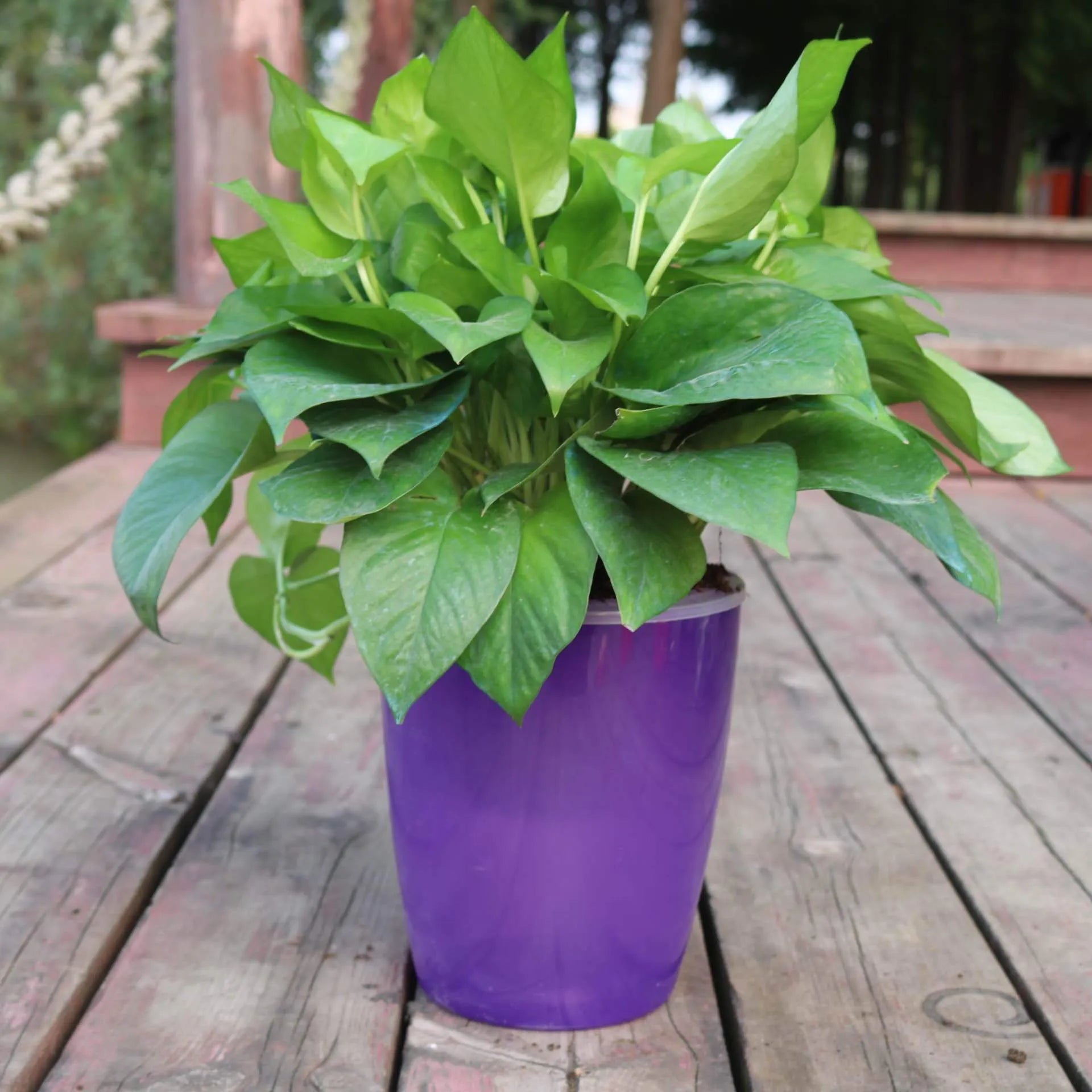 Self-watering flower pot in translucent blue colour with planting basket and cotton rope for indoor plant care