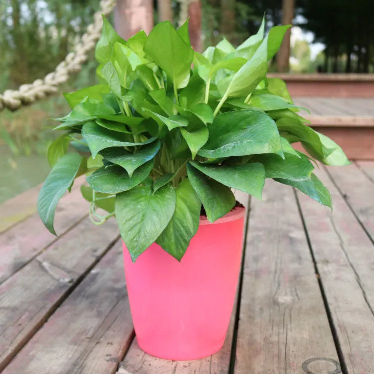 Self-watering flower pot in translucent blue colour with planting basket and cotton rope for indoor plant care