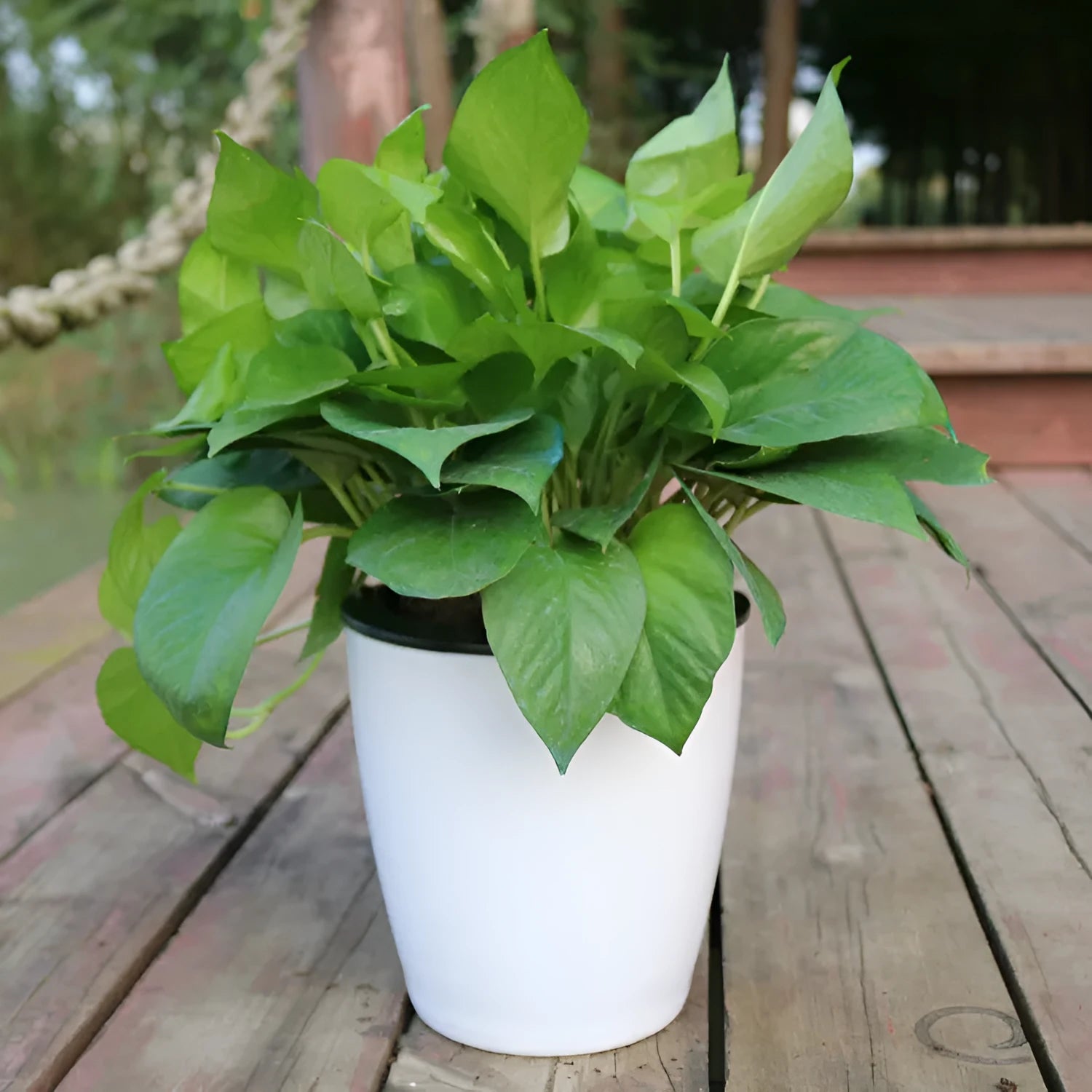 Self-watering flower pot in translucent blue colour with planting basket and cotton rope for indoor plant care