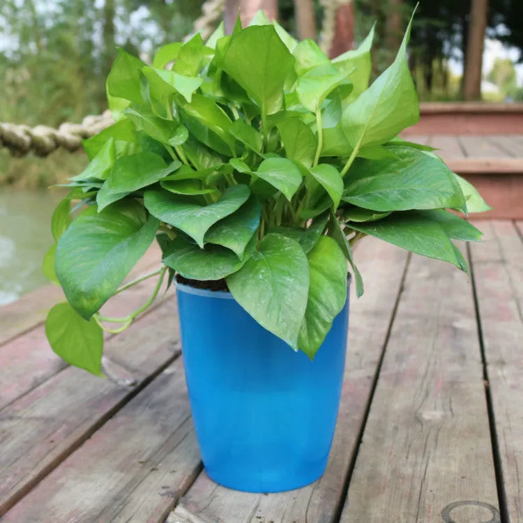 Self-watering flower pot in translucent blue colour with planting basket and cotton rope for indoor plant care