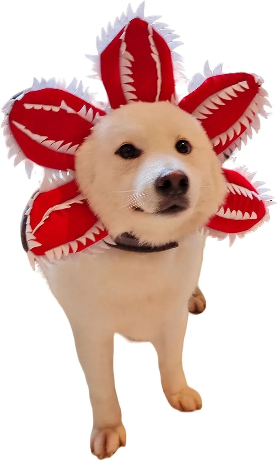 Dog wearing Halloween demon headband costume with chomper teeth and pink flower decoration
