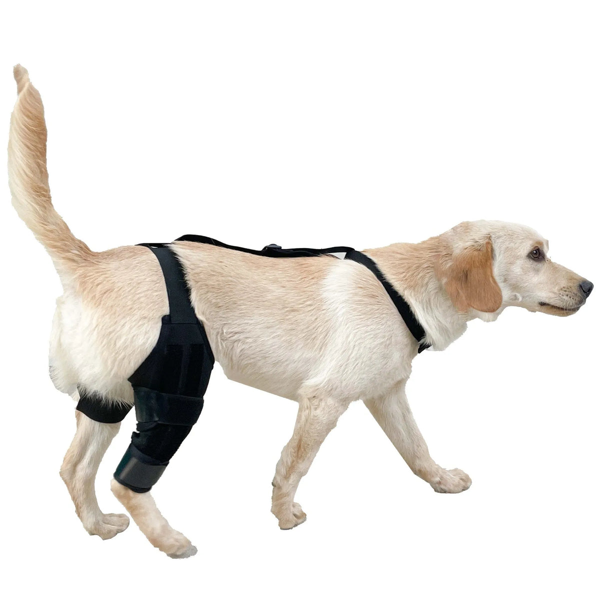 Dog leg protector knee brace auxiliary belt in sizes S M L for pet joint protection