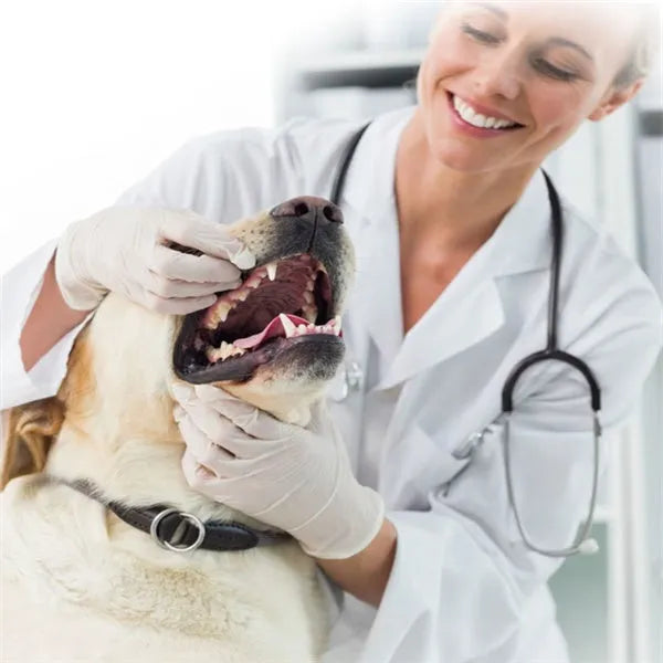 75g cat and dog toothpaste tube in vanilla or beef flavour for pet dental cleaning