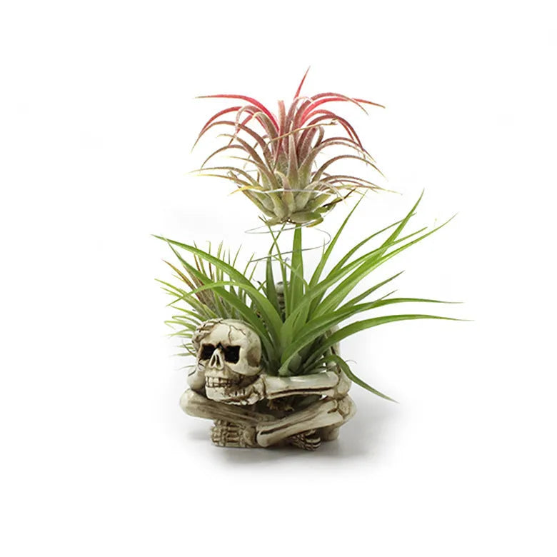 Gothic style skull design resin bracket holder for tillandsia air plants on a dark background.
