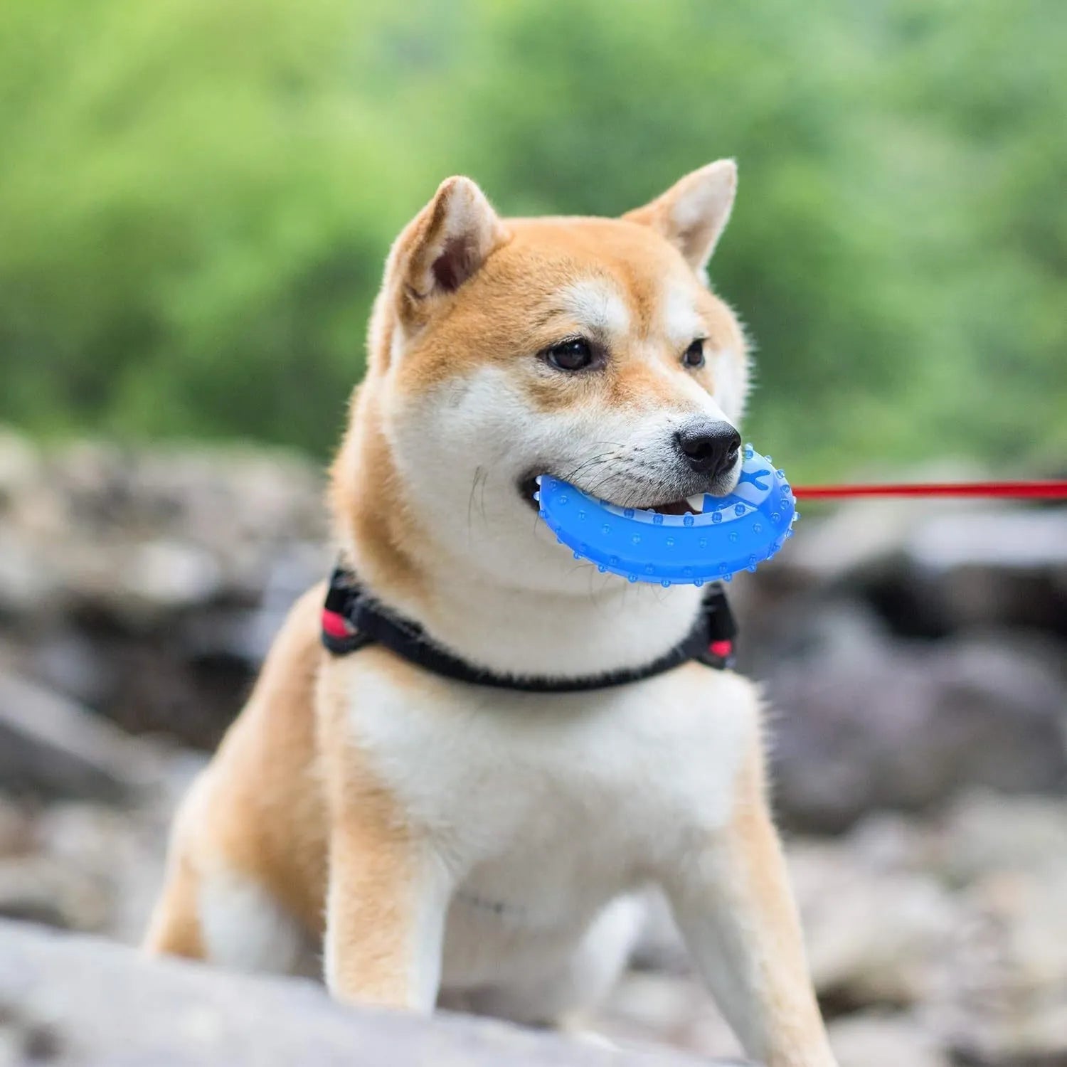 Freezable bone-shaped dog chew toy with a water-filled core for cooling and teething relief.