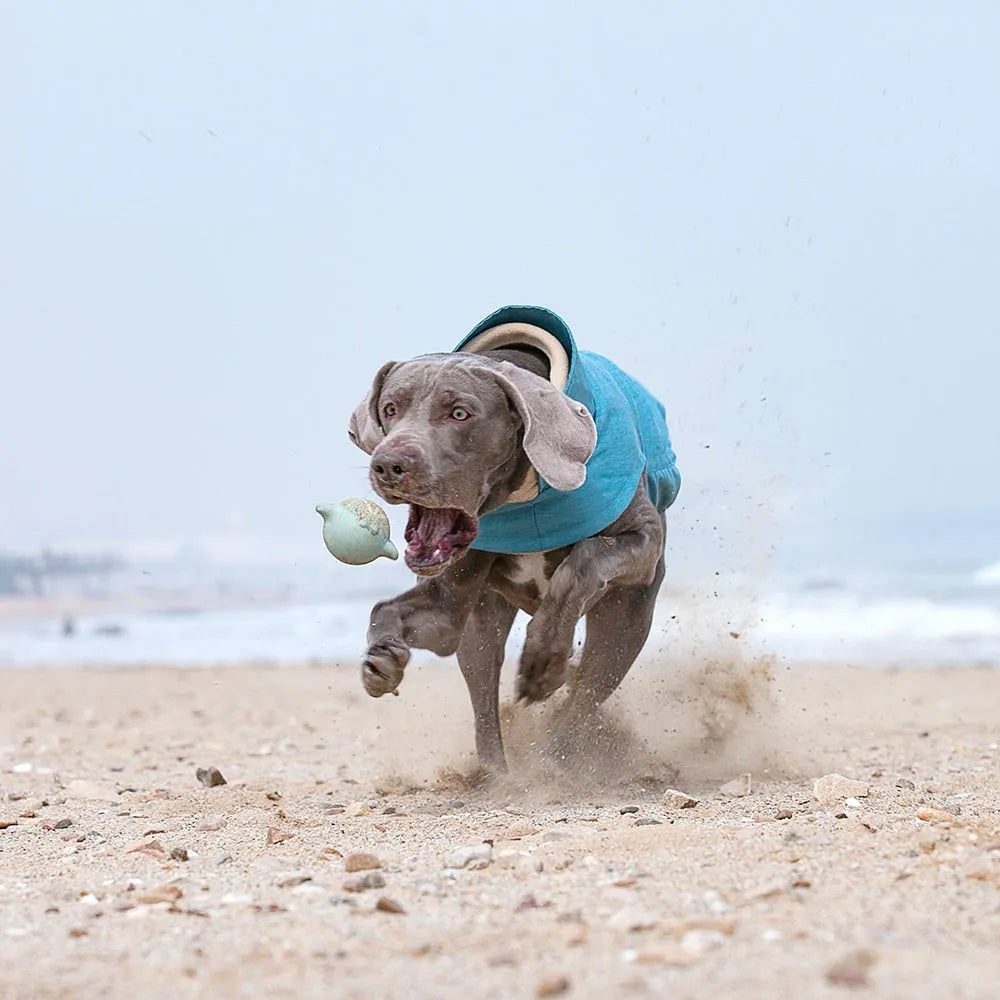 Medium large dog wearing a rose red polyester vest, showing casual style and fit.