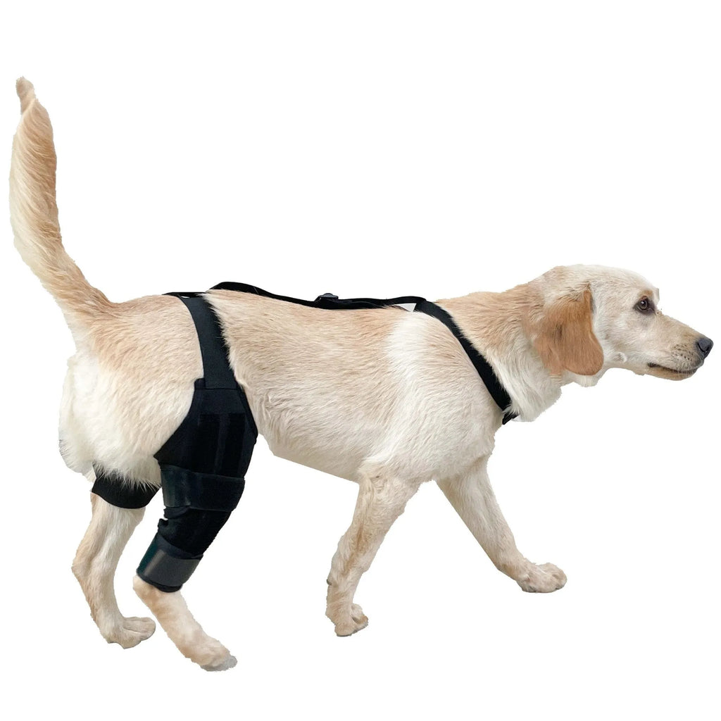 Adjustable neoprene dog knee brace strap for hind leg support, shown in sky blue colour.