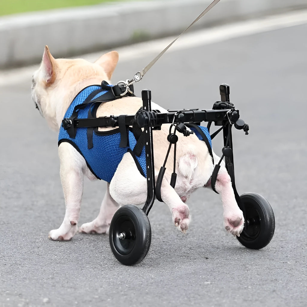 Blue pet dog wheelchair scooter with aluminium alloy frame on grass