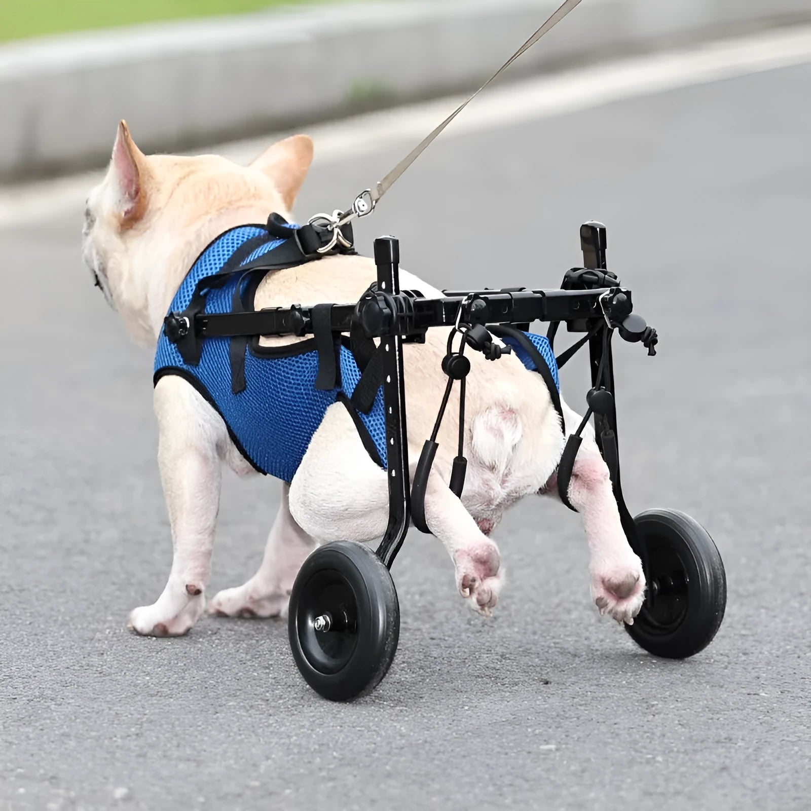 Blue pet dog wheelchair scooter with aluminium alloy frame on grass
