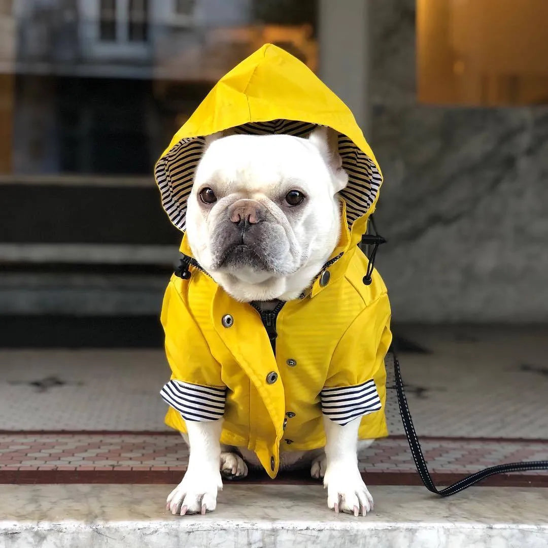 Yellow polyester dog raincoat with high-density twill windproof and waterproof design