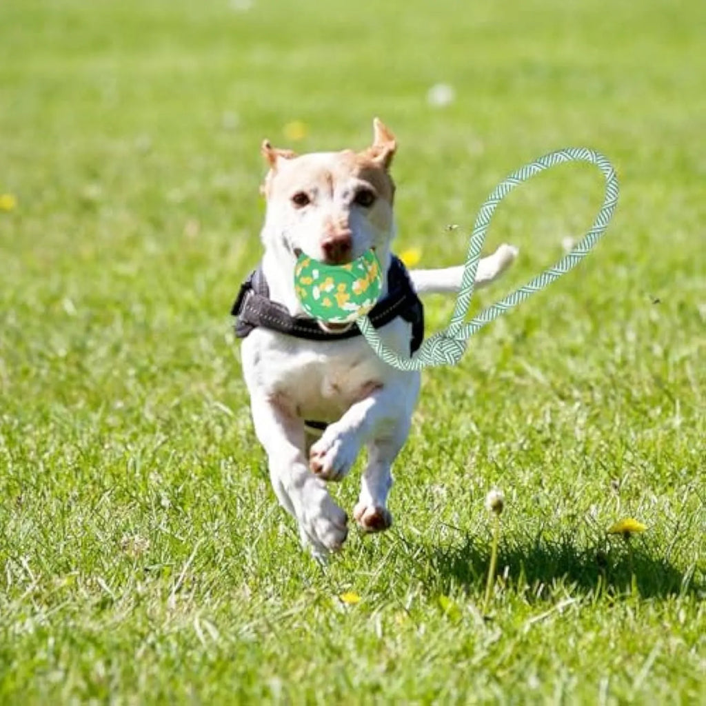 Natural rubber dog ball attached to a blue nylon rope for fetch and tug games