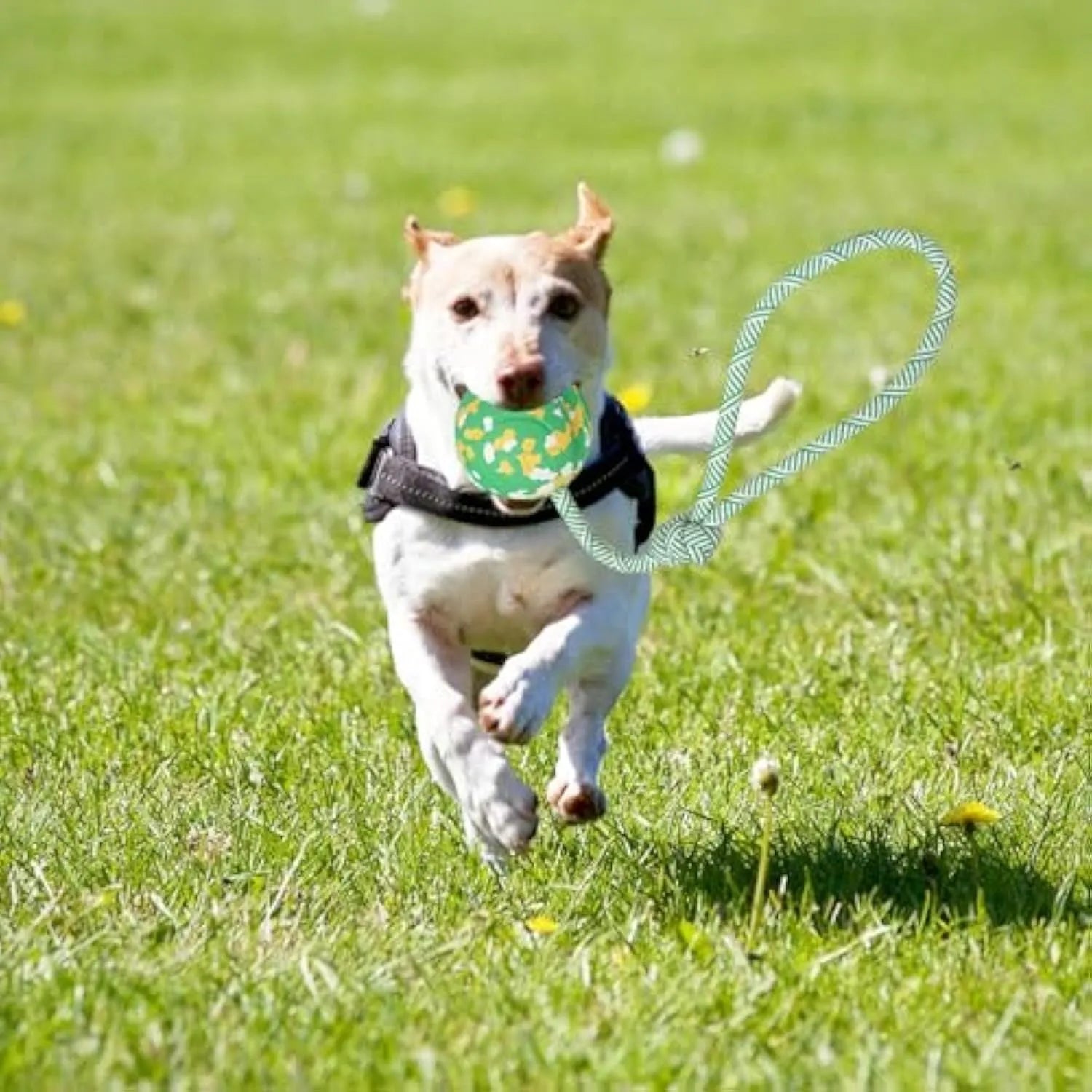 Natural rubber dog ball attached to a blue nylon rope for fetch and tug games
