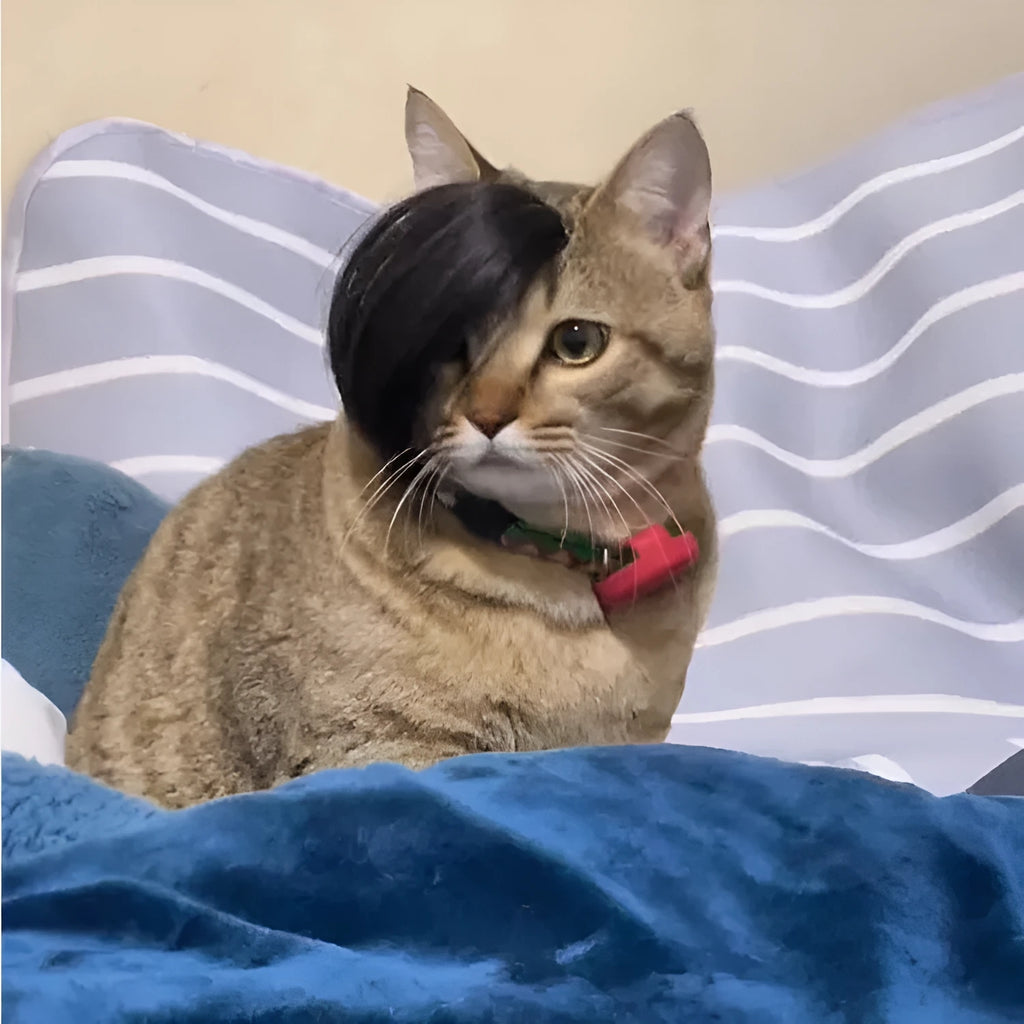 Black polyester cat wig with imitation braid design for costume wear
