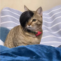 Black polyester cat wig with imitation braid design for costume wear