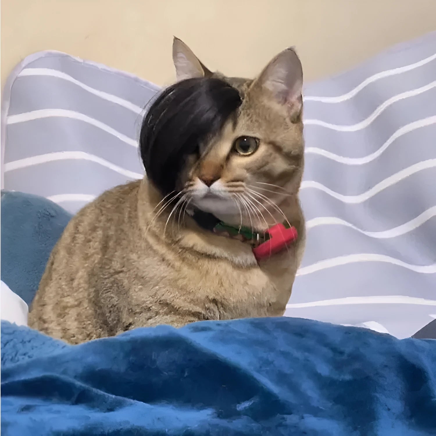 Black polyester cat wig with imitation braid design for costume wear