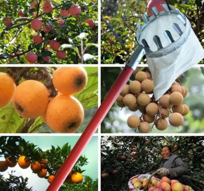 Silver metal fruit picker with 15cm cutting ring and cotton collection bag on a branch