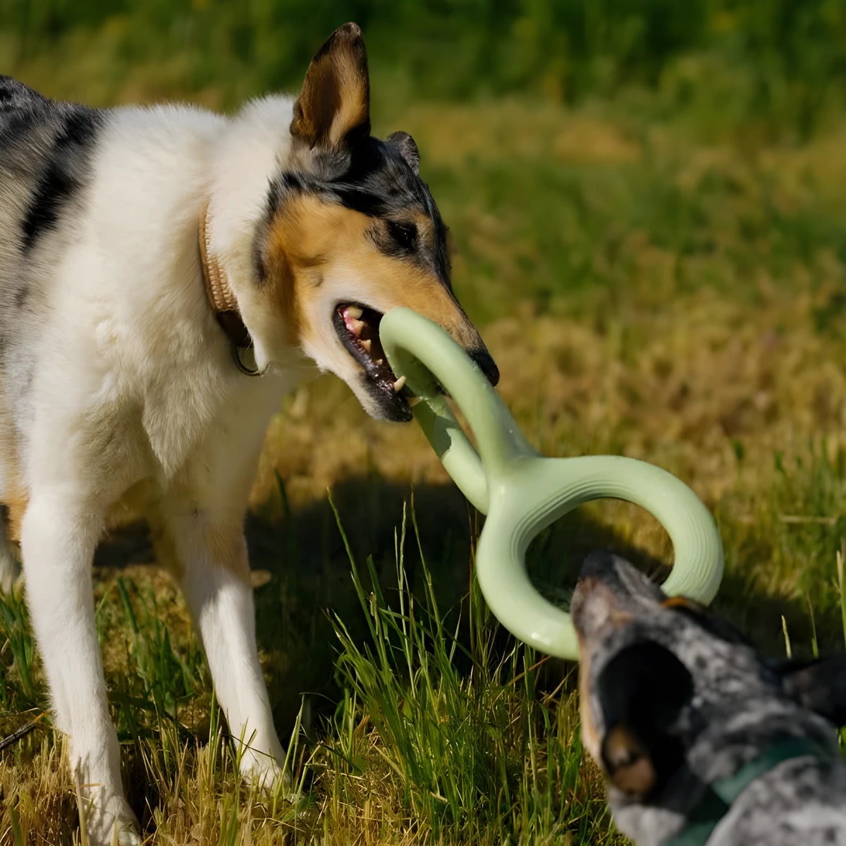 Light green rubber pet bite pull toy shown as a single-piece dog tug toy available in 22.8cm and 28cm sizes.