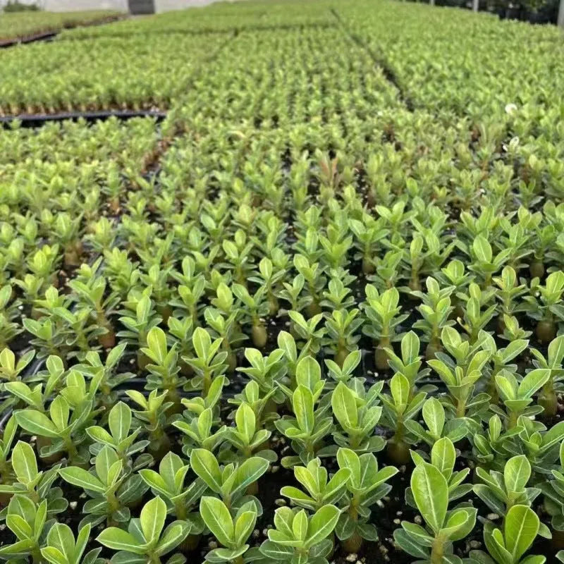 Bare root desert rose seedlings (Adenium obesum) ready for potting, available in multiple quantities.