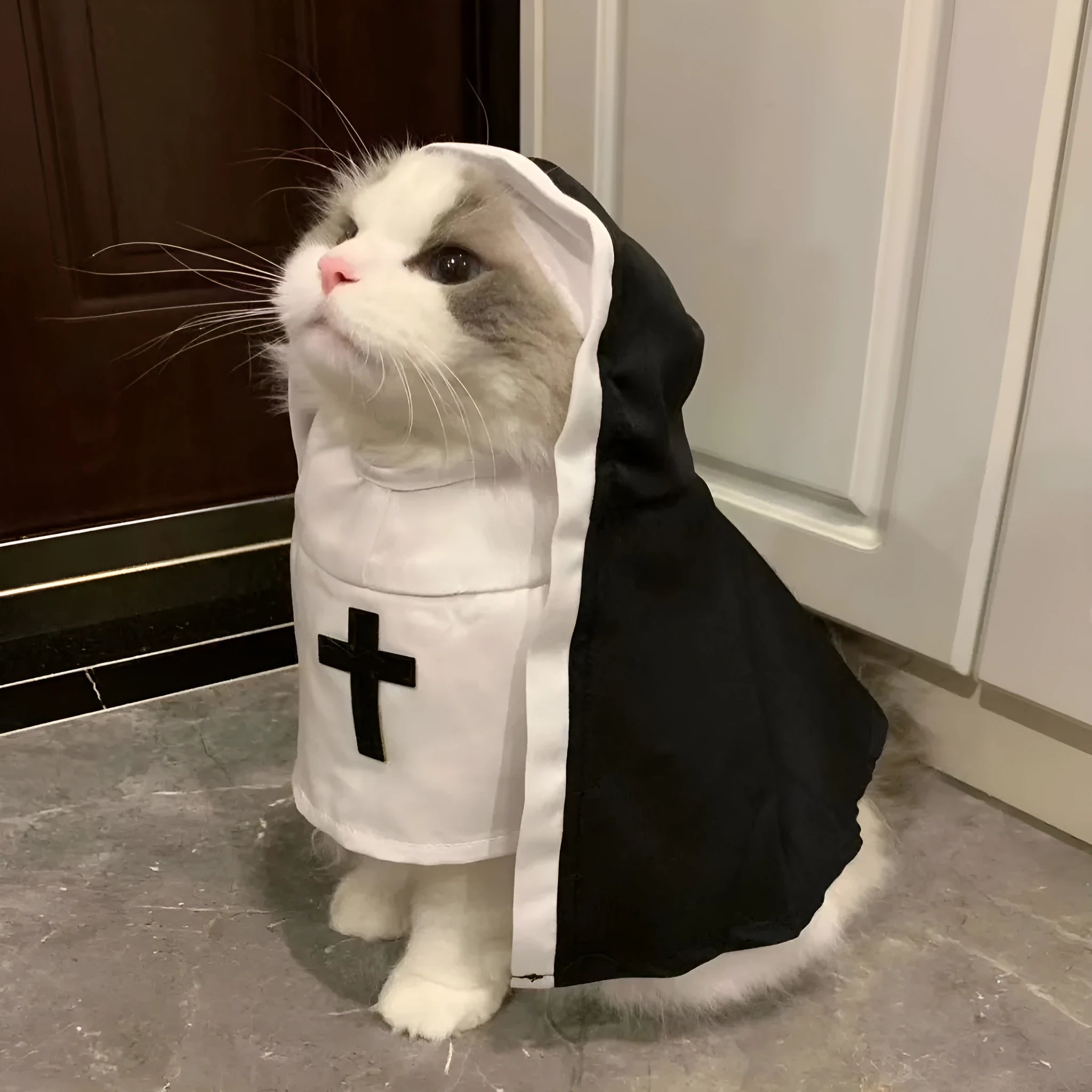 Black and white nun cloak costume on a small dog