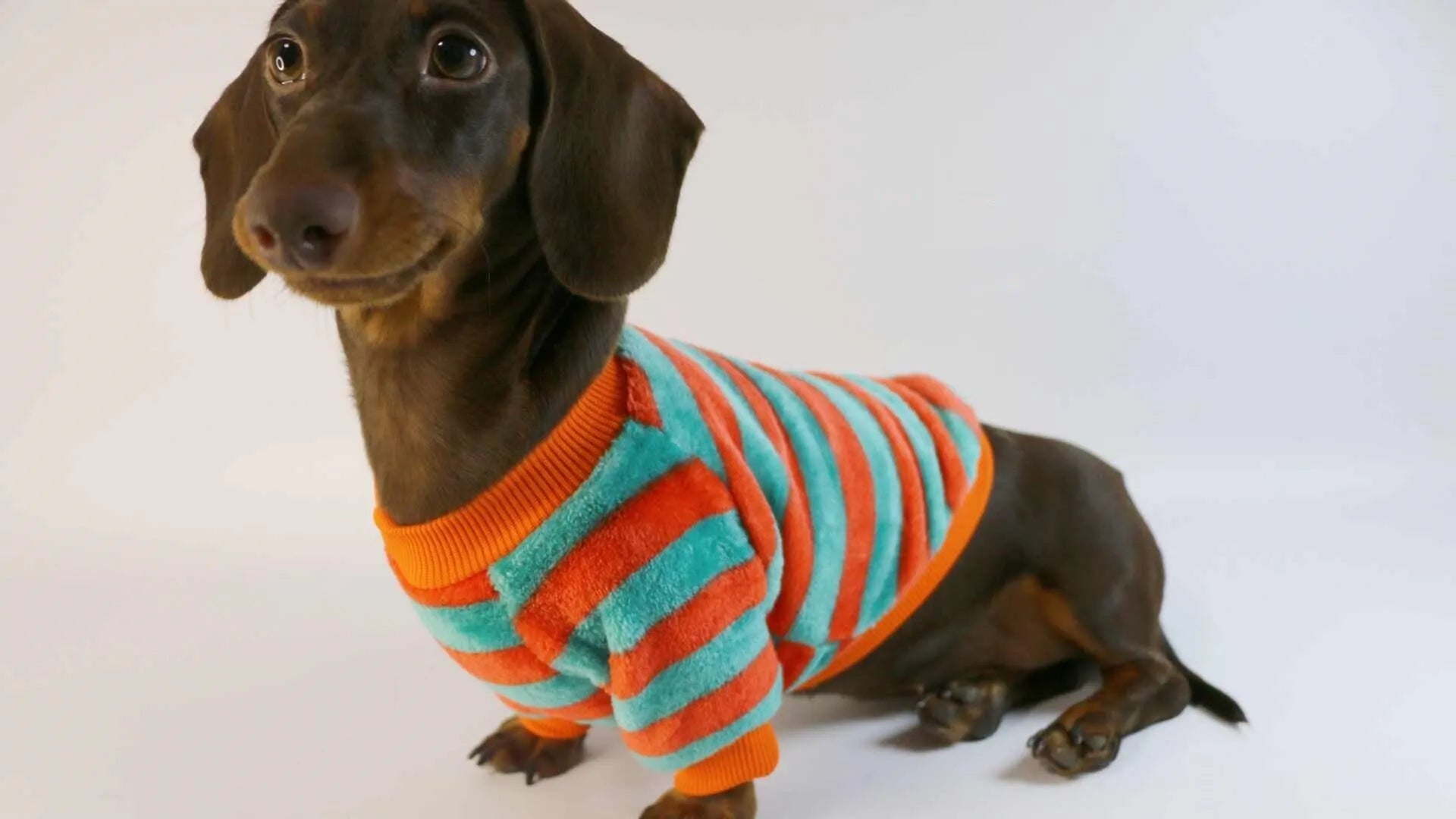 Striped orange and white pet sweatshirt for dogs and cats with round neck design