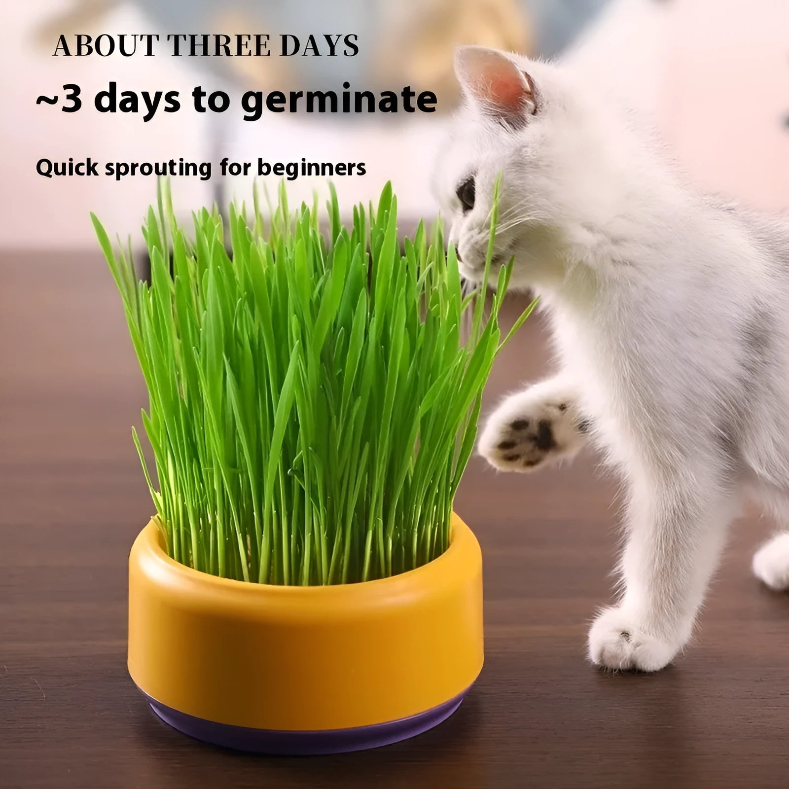 Blue hydroponic cat grass growing kit with potted cup and packets of seeds on a white background.