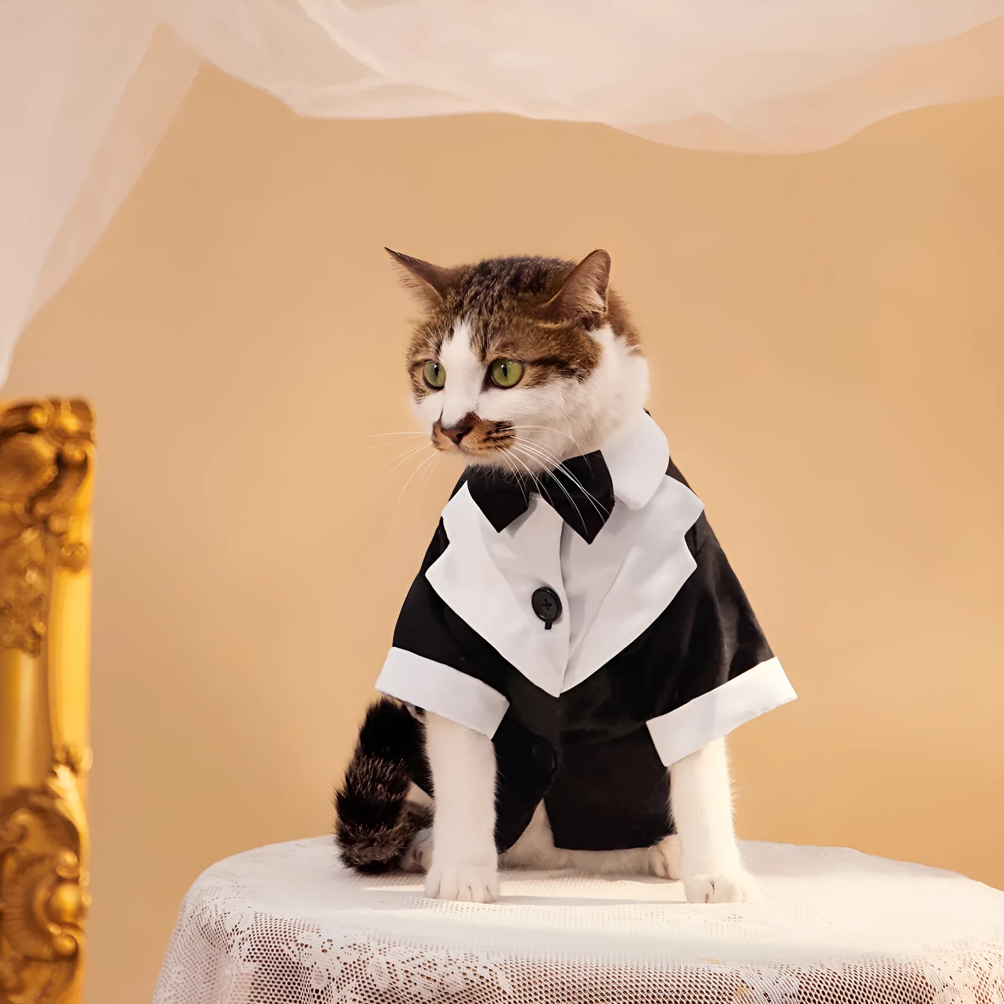Chinese-style gentleman four-legged suit wedding dress for dogs in polyester fabric