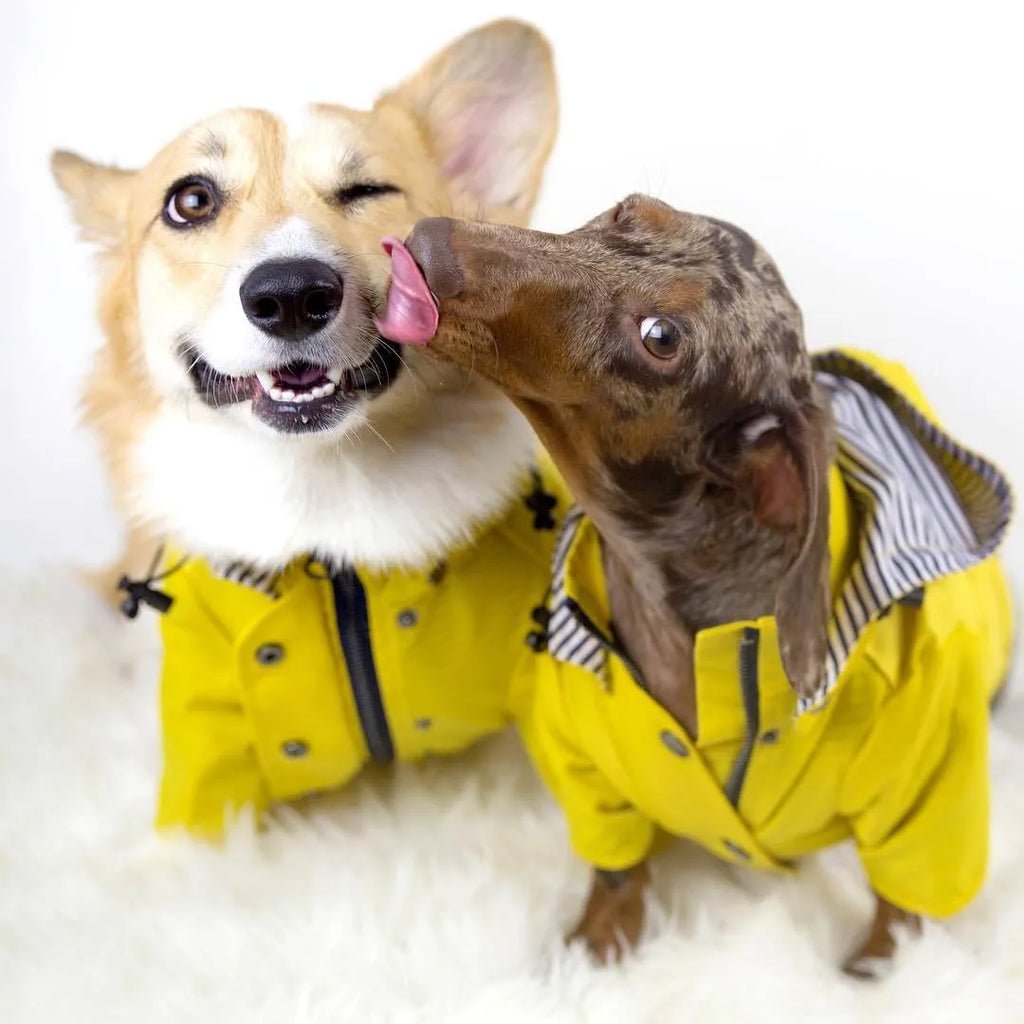 Yellow polyester dog raincoat with high-density twill windproof and waterproof design