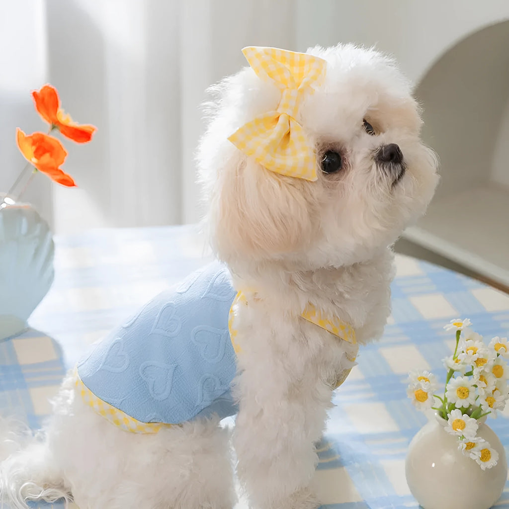 Small dog wearing a blue elastic vest with a bow and heart texture on the suspenders.