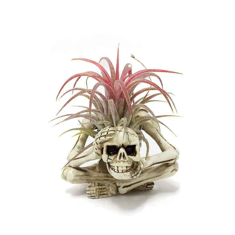 Gothic style skull design resin bracket holder for tillandsia air plants on a dark background.