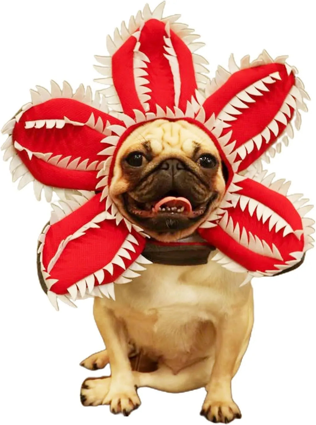 Dog wearing Halloween demon headband costume with chomper teeth and pink flower decoration