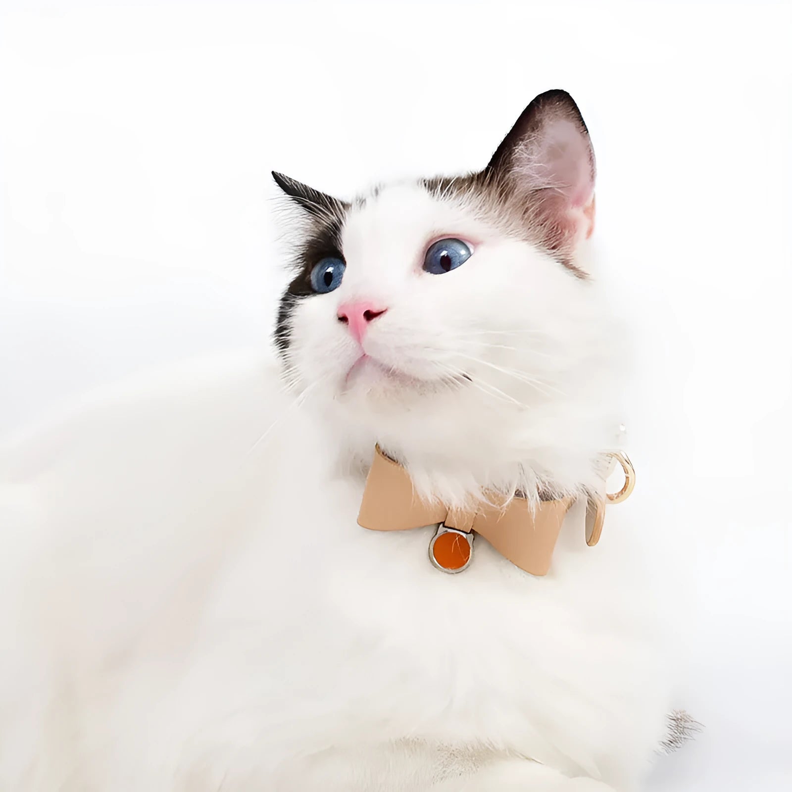 Brown leather cat collar with metal buckle adjustment on a grey background