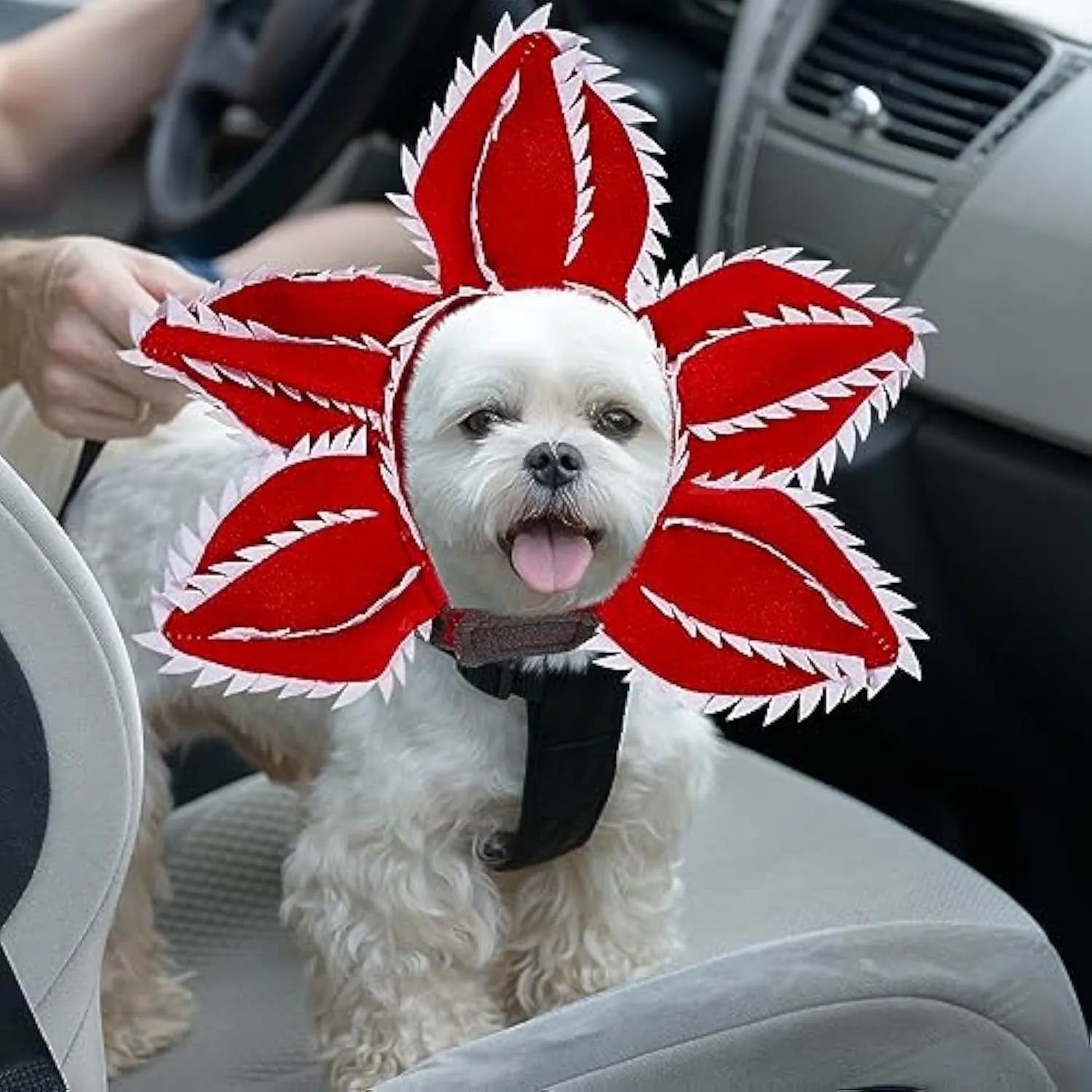 Dog wearing Halloween demon headband costume with chomper teeth and pink flower decoration