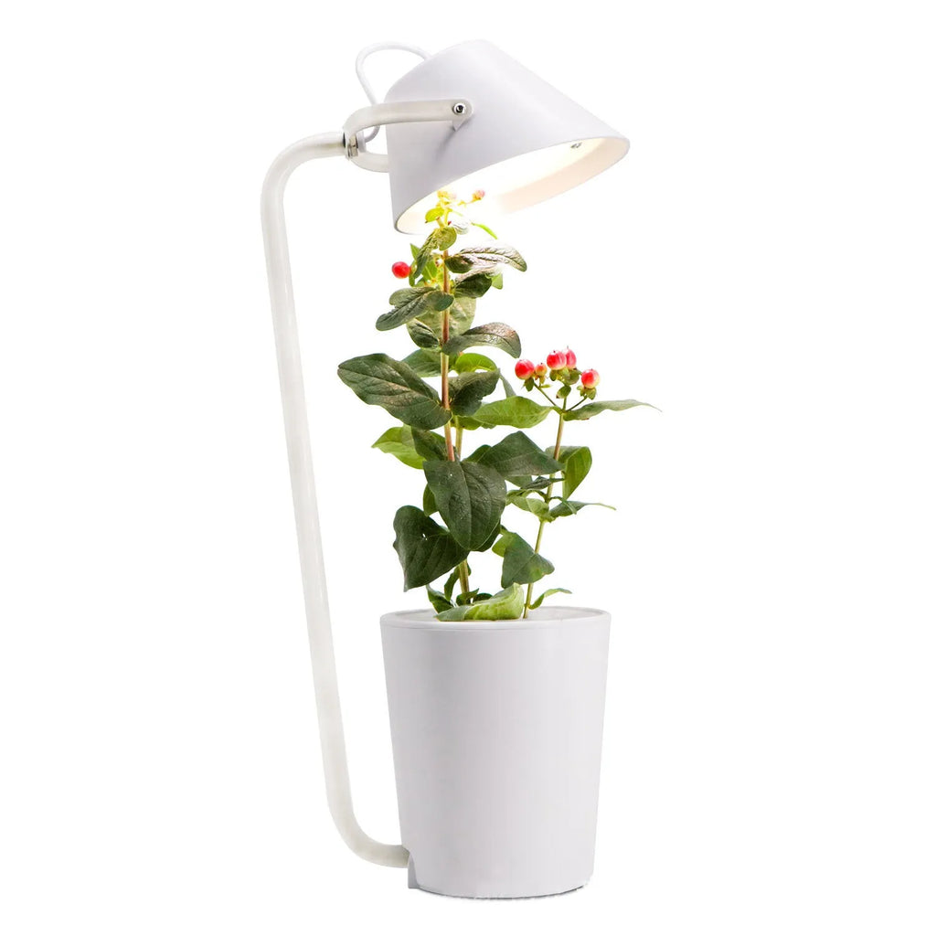 White plastic desktop hydroponic plant growth container for soilless cultivation.