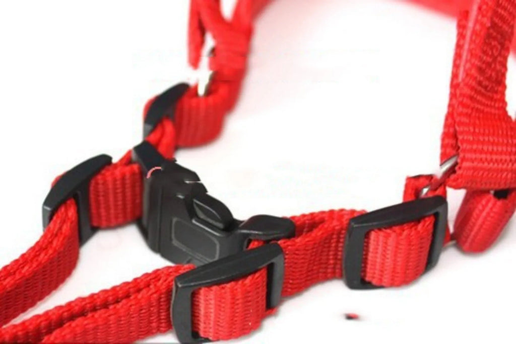 Blue nylon dog harness with polypropylene foam padding shown on medium-sized dog