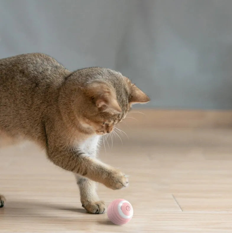 Blue automatic rechargeable moving ball cat toy on a wooden floor.
