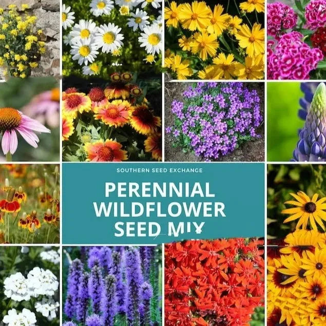 Packet of mixed wildflower seeds for garden decoration, offered in 1000, 5000, or 10000 seed quantities.