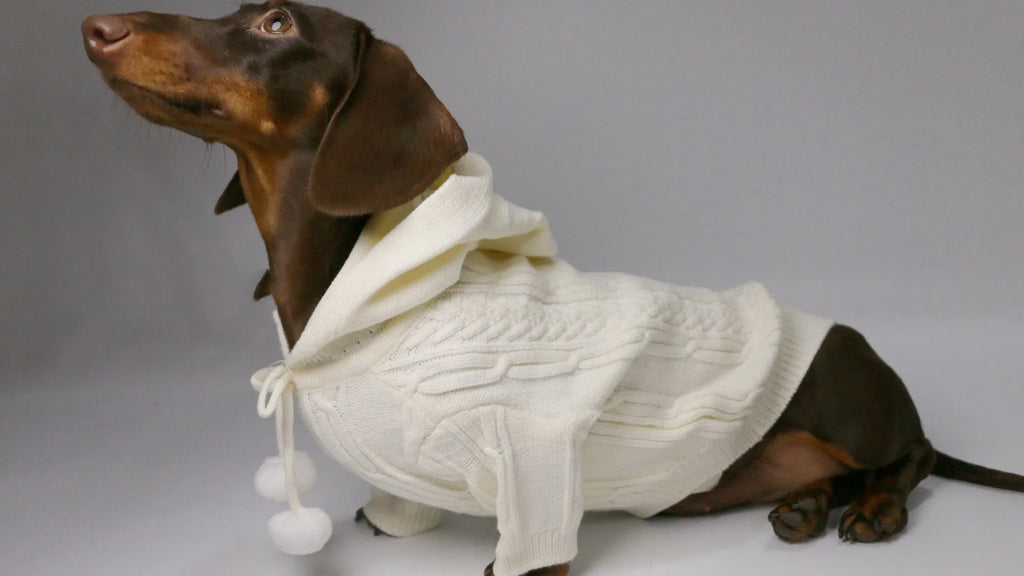 Two-leg hooded pet sweater in sky blue or beige, blended fabric, sizes XS to XL for autumn and winter warmth