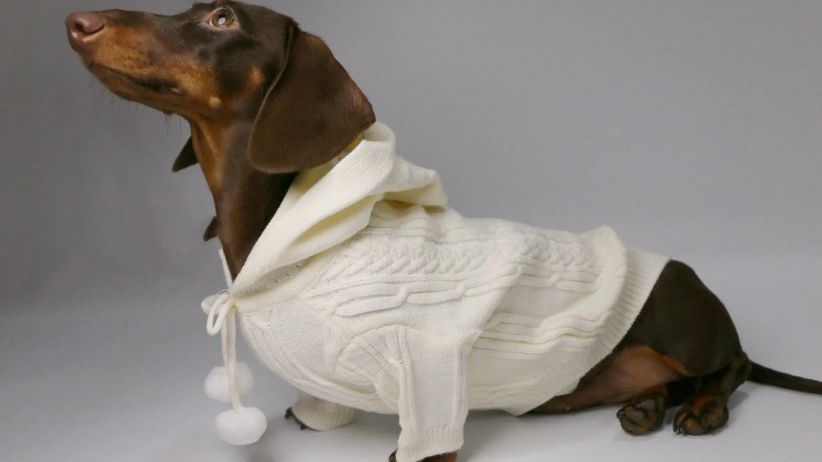 Two-leg hooded pet sweater in sky blue or beige, blended fabric, sizes XS to XL for autumn and winter warmth