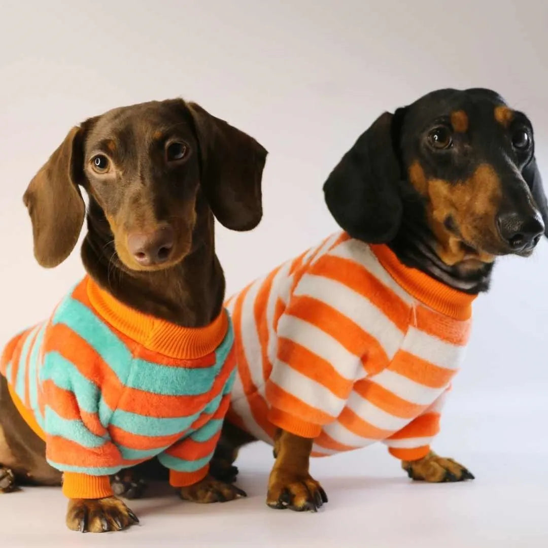 Striped orange and white pet sweatshirt for dogs and cats with round neck design
