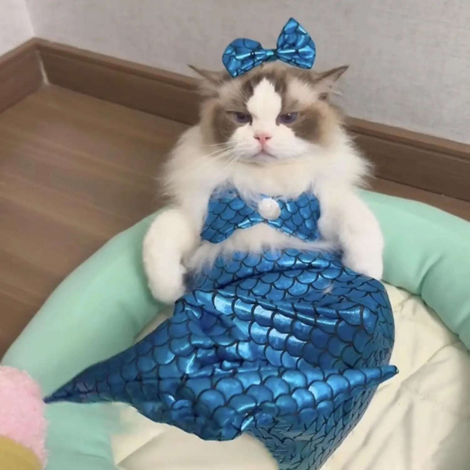 Blue mermaid tail costume with elastic chest strap on a cat, showing colourful scales and fish tail design.
