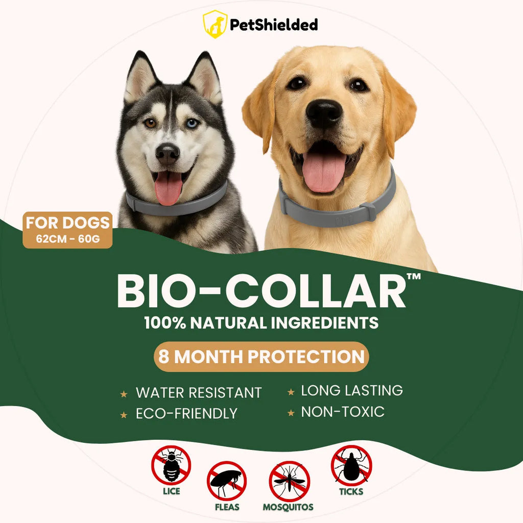 Adjustable pet flea collar for cat or dog, natural plant extracts, waterproof, 8 months protection, TPR silica gel