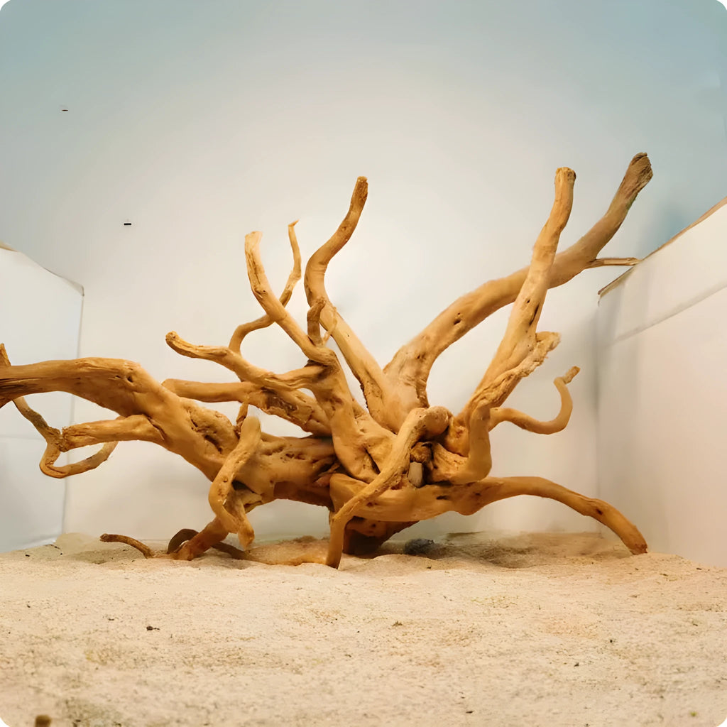 Small natural wood Xiaoqi root ornament for aquarium hardscaping on a white background.