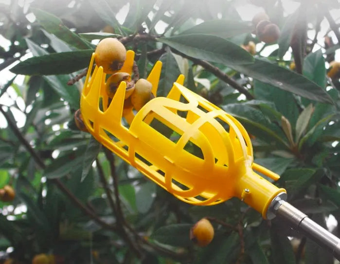Silver metal fruit picker with 15cm cutting ring and cotton collection bag on a branch